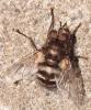 Panzeria puparum